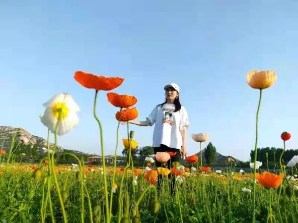驻马店首个!5月1日嵖岈山温泉小镇虞美人园正式开园