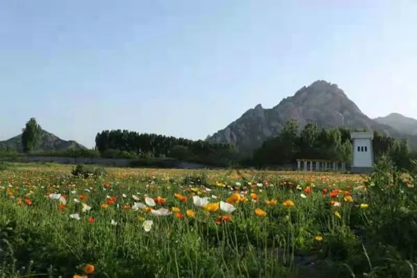 驻马店首个!5月1日嵖岈山温泉小镇虞美人园正式开园